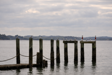 4) Birdwatching around the Kaipara Harbour